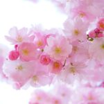 japanese cherry trees, flowers, spring